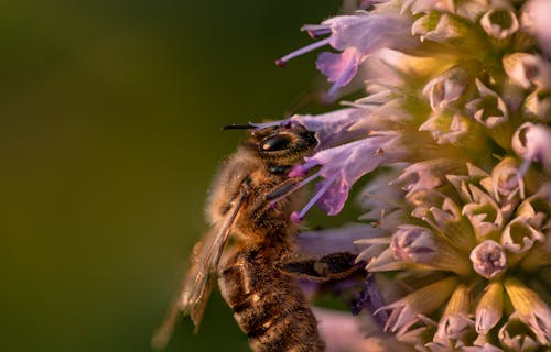 Close-up of a Bee on a Flower 