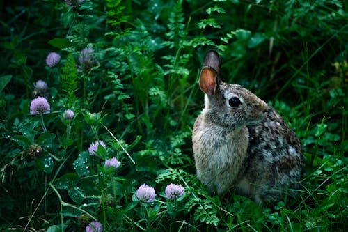 Darmowe zdjęcie z galerii z fotografia przyrodnicza, fotografia zwierzęcia, królik