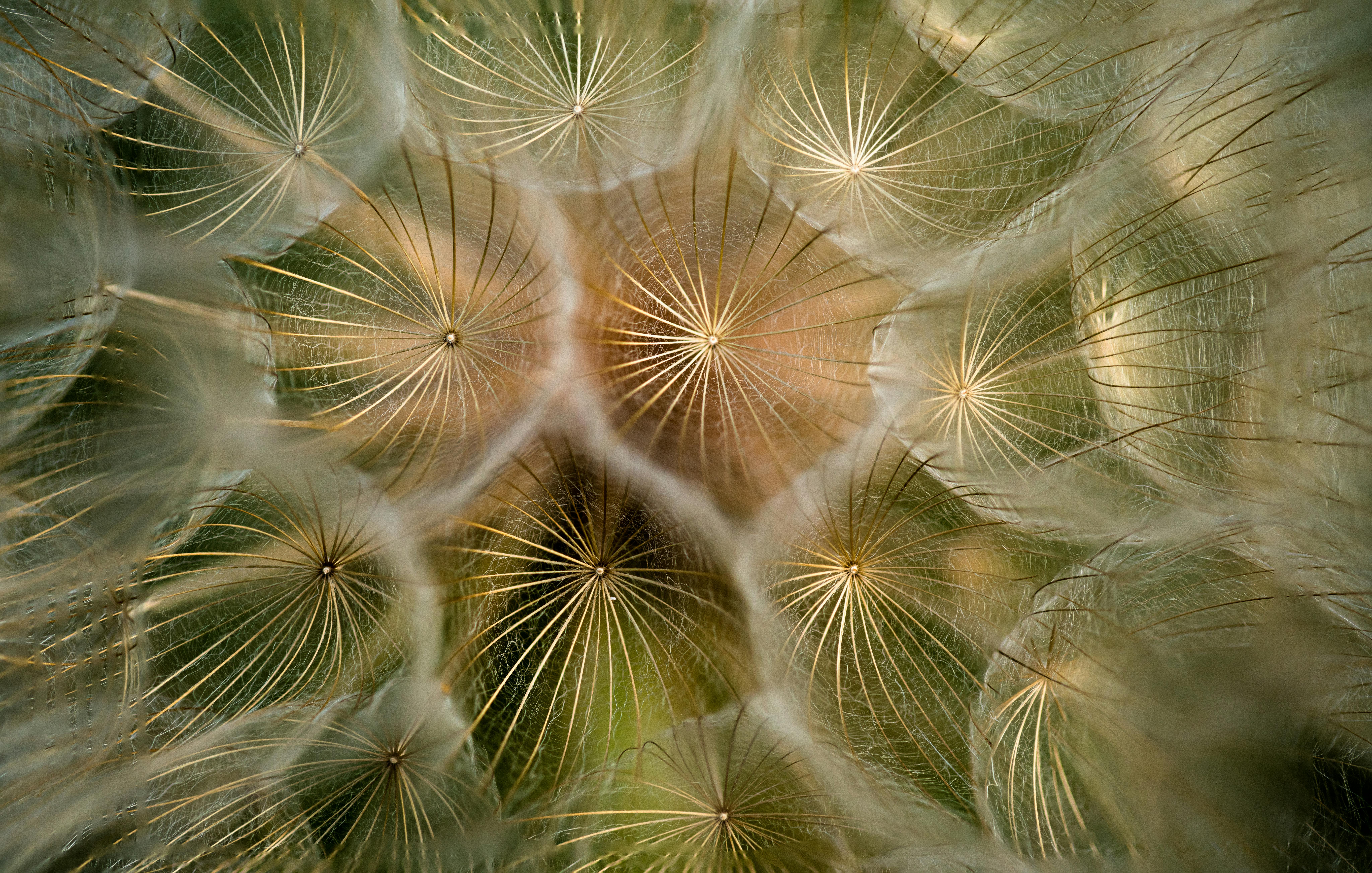 Extreme Close-up of a Ripe Dandelion