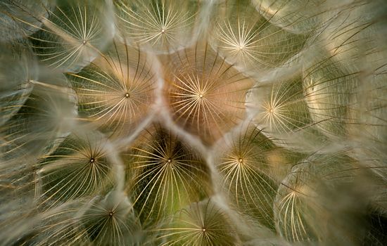 Extreme Close-up of a Ripe Dandelion 