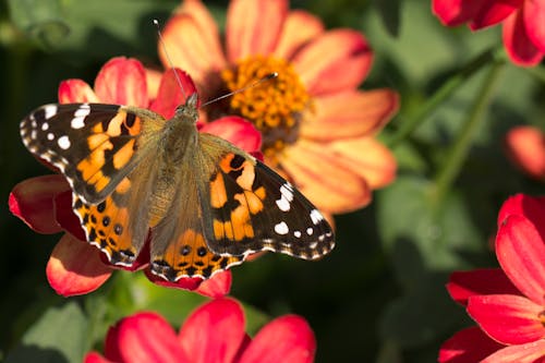 Darmowe zdjęcie z galerii z fotografia przyrodnicza, kwiaty, motyl