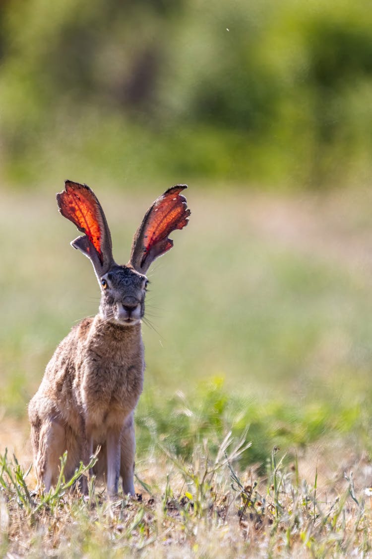 Rabbit In Grassfield