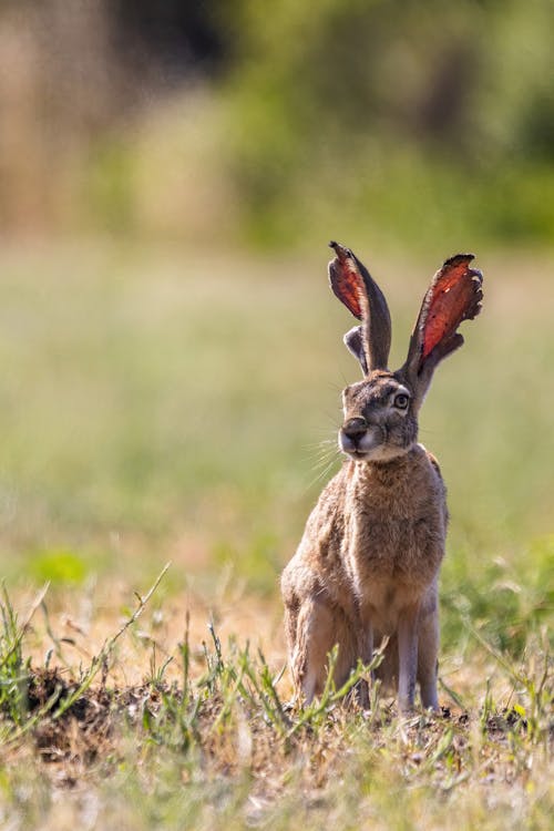 Fotobanka s bezplatnými fotkami na tému divočina, králik, leto