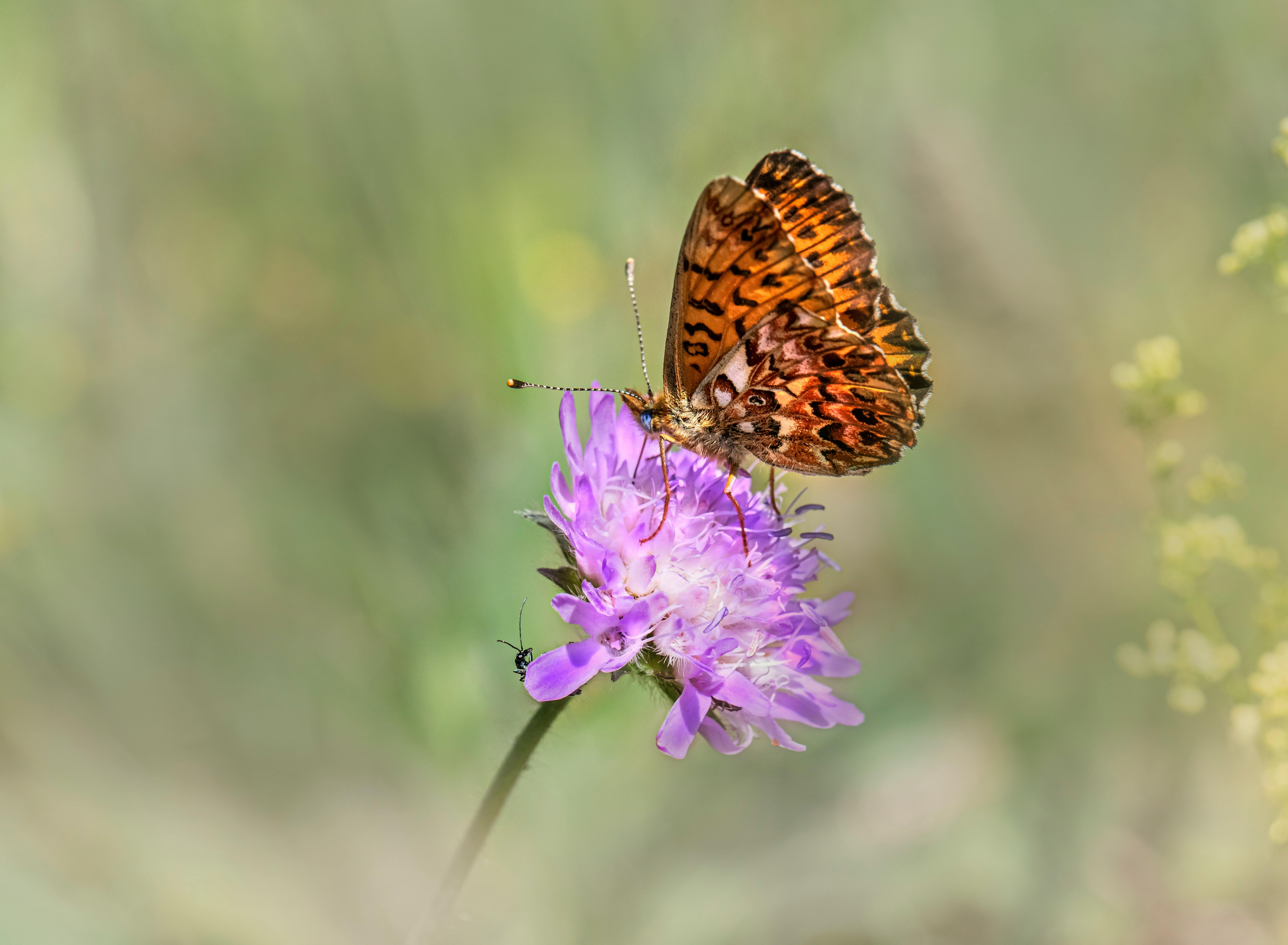 a butterfly is sitting on top of a purple flower