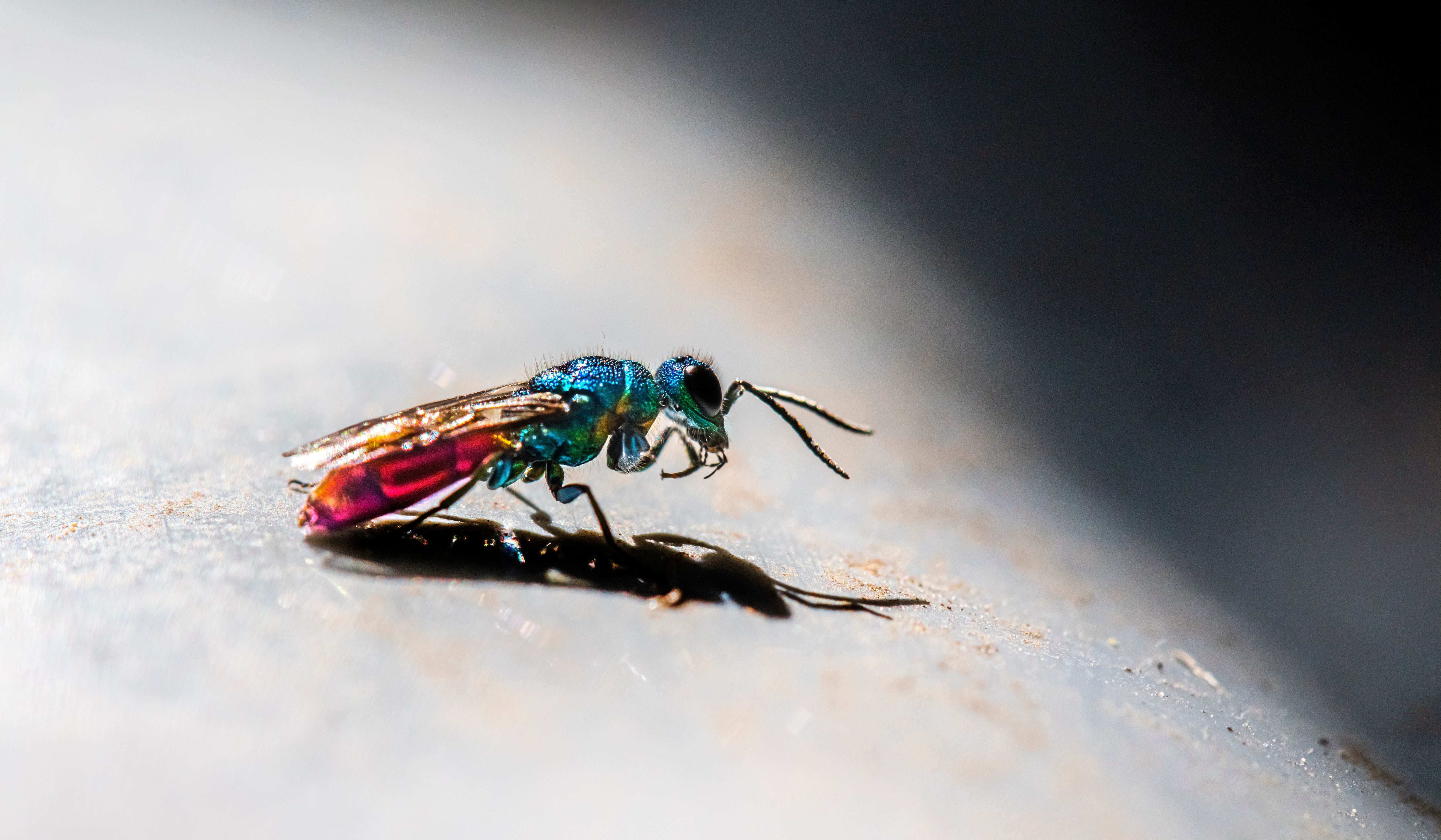 A colorful insect on a metal surface · Free Stock Photo