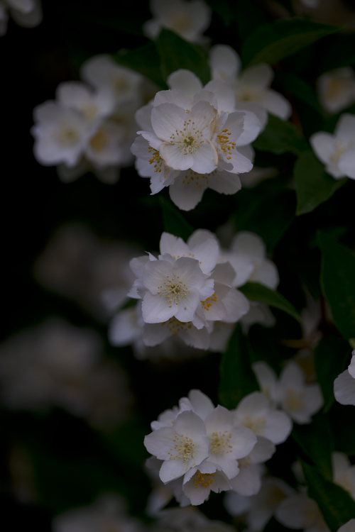 Free Vibrant white jasmine flowers captured with detailed focus against dark foliage. Stock Photo