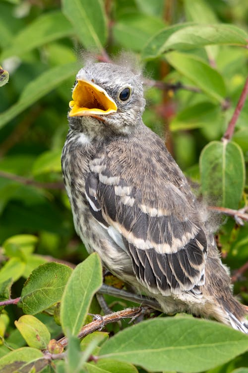 Δωρεάν στοκ φωτογραφιών με βόρειο mockingbird, επιλεκτική εστίαση, κατακόρυφη λήψη