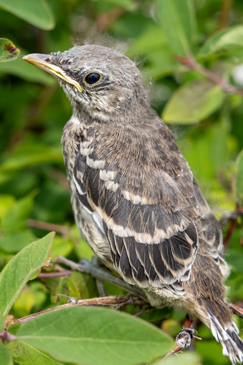 Δωρεάν στοκ φωτογραφιών με βόρειο mockingbird, επιλεκτική εστίαση, κατακόρυφη λήψη