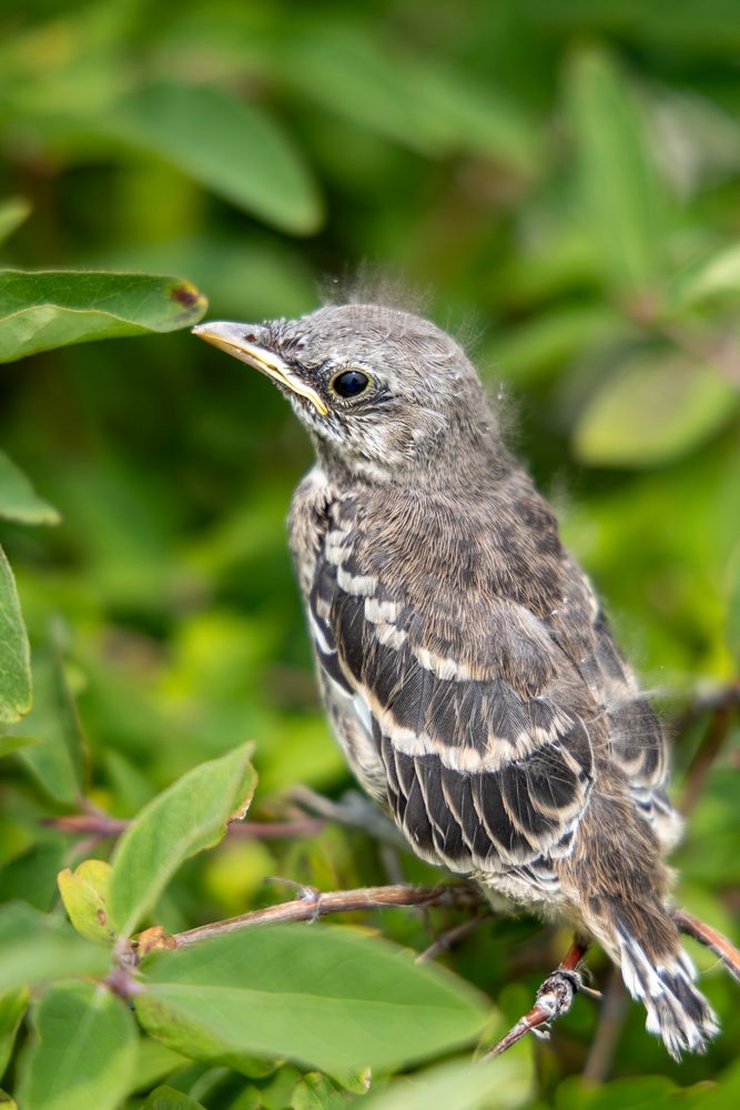 Young Mockingbird Photos, Download The BEST Free Young Mockingbird ...