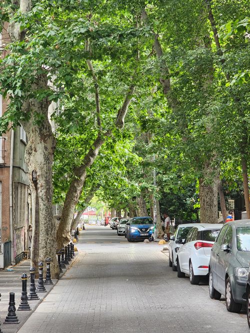Free A picturesque city street lined with trees and parked cars, creating a serene urban atmosphere. Stock Photo