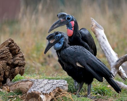 Close-up of Horbill Birds 