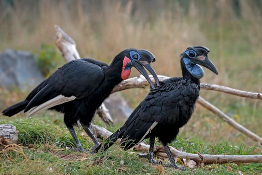 Close-up of Horbill Birds 