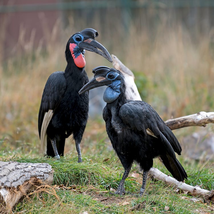 Black Hornbill Birds