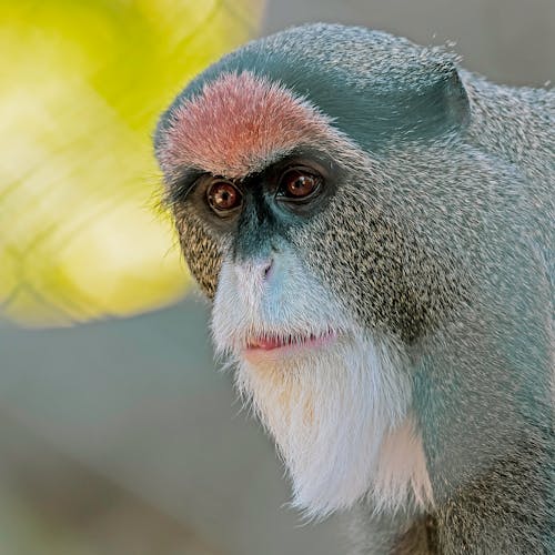 Gratis stockfoto met aap, detailopname, dierenfotografie
