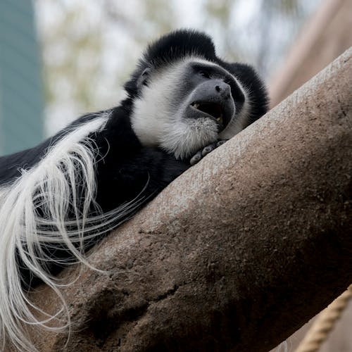 Monkey Lying Down and Sleeping