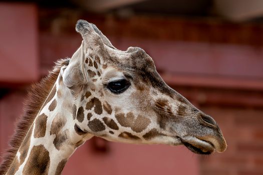 Free stock photo of animal, cute, eye