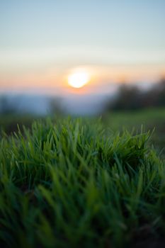 Close-up of vibrant green grass with a stunning sunset backdrop in a natural setting.