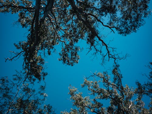 Безкоштовне стокове фото на тему «блакитне небо, гілки, дерева»