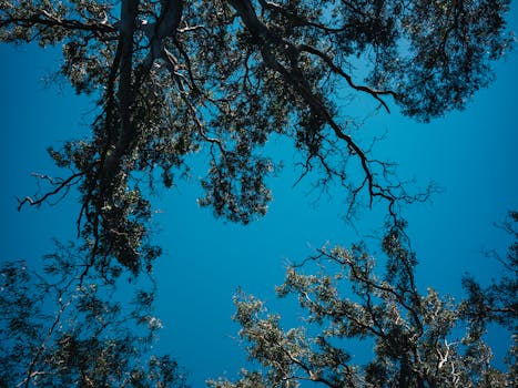Low angle view of tree branches with lush green leaves against a clear blue sky.