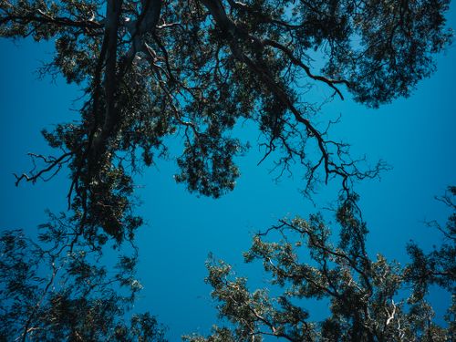 Free Low angle view of tree branches with lush green leaves against a clear blue sky. Stock Photo