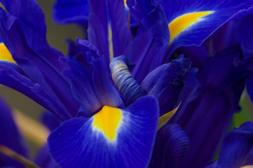 Close-up of a Blue Iris Flower's Delicate Petals 