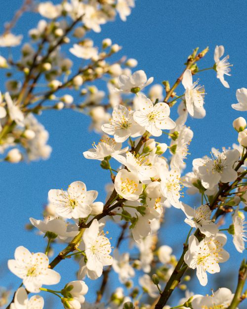 Free Close-up of white blossoms on branches with a bright blue sky background, capturing the essence of spring in Istanbul. Stock Photo