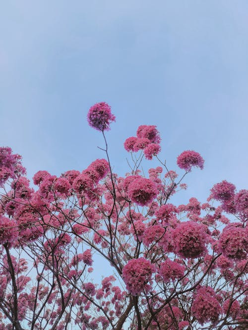 Foto profissional grátis de árvore, cor-de-rosa, filiais