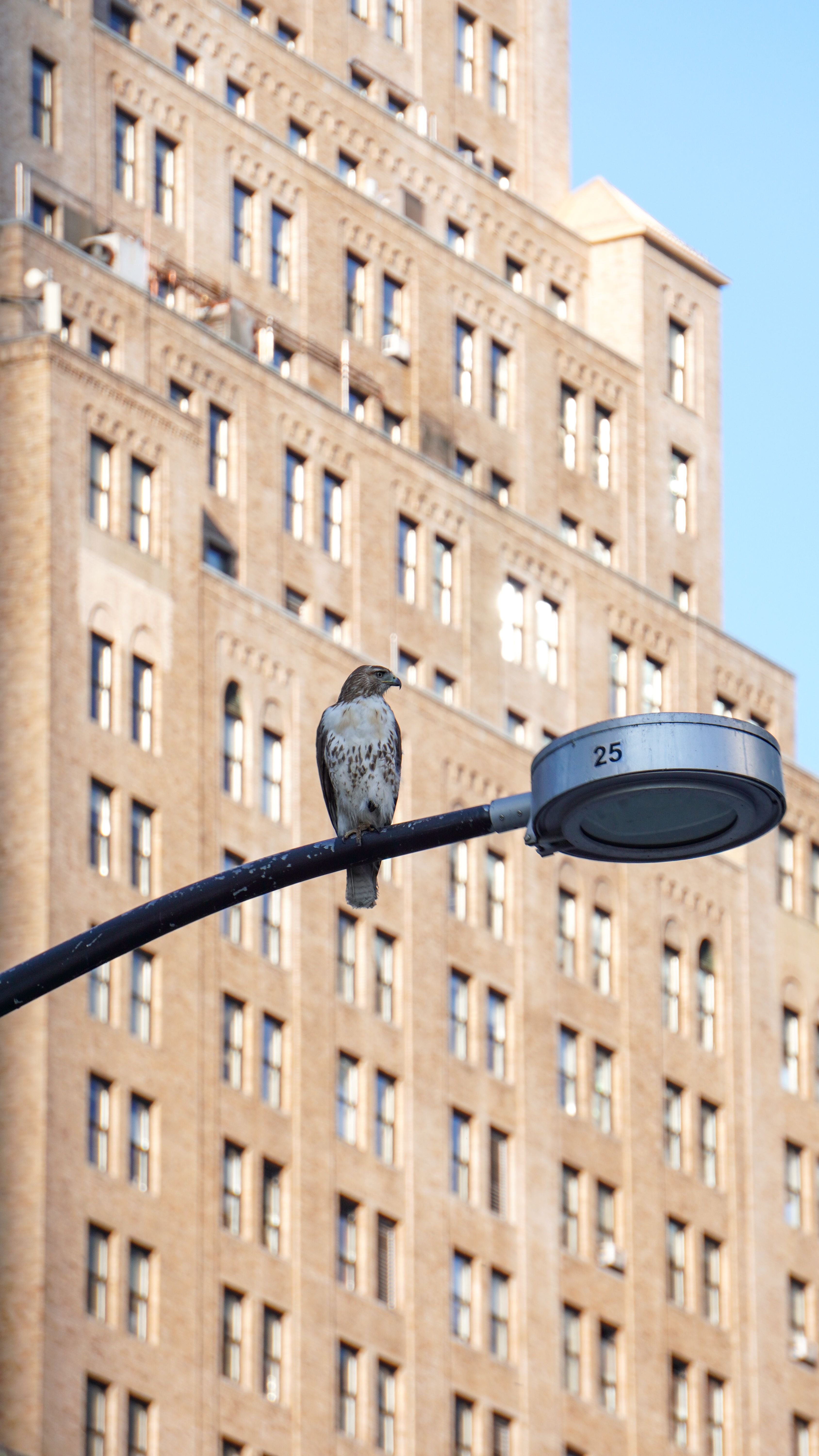 A majestic hawk perched on a street lamp with a city building backdrop.