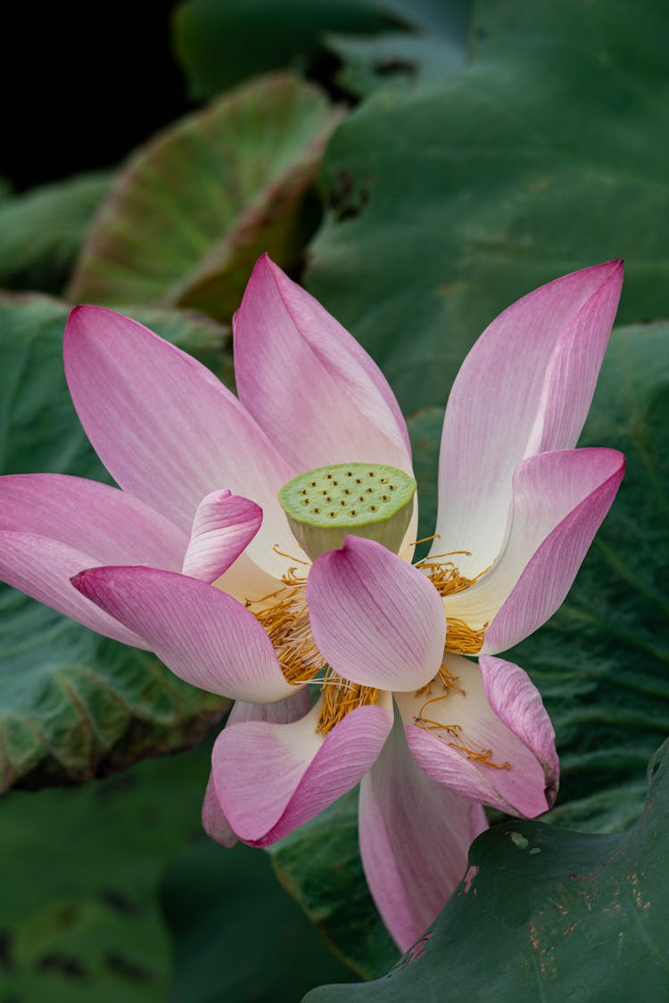 Flowering Lotus With Stem