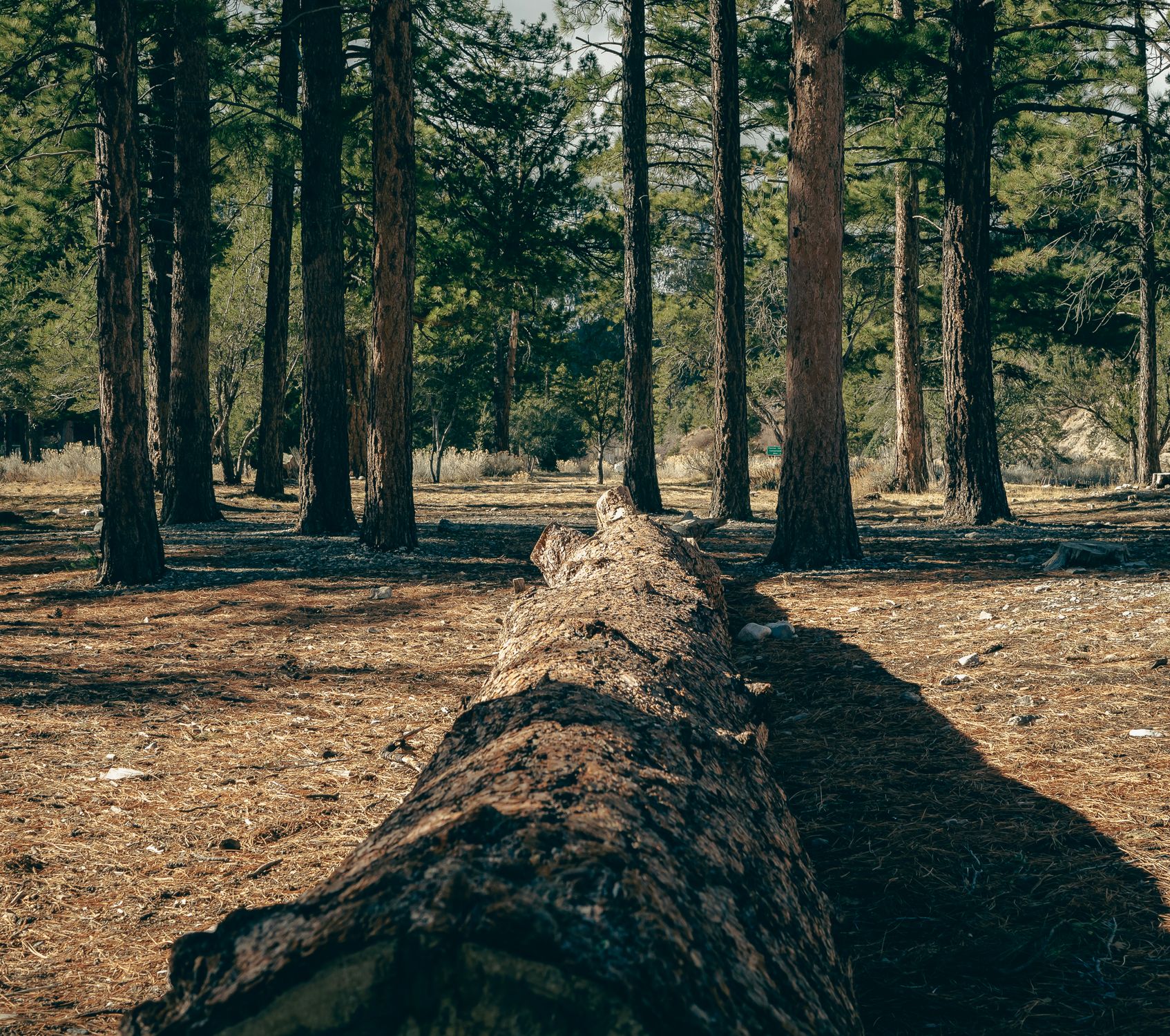 Two Tree Log Tree Log Between Trees in Forest · Free Stock Photo