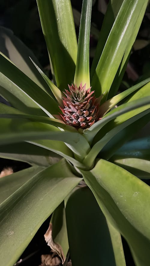 Small Fruit on Pineapple Plant