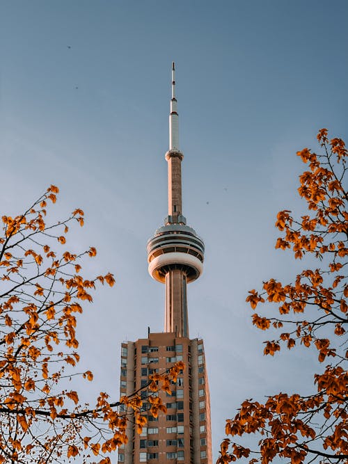 Foto d'estoc gratuïta de alt, arbres, Canadà