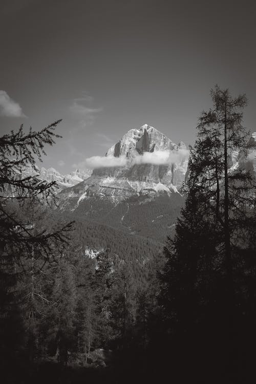 Immagine gratuita di alberi, bianco e nero, foresta