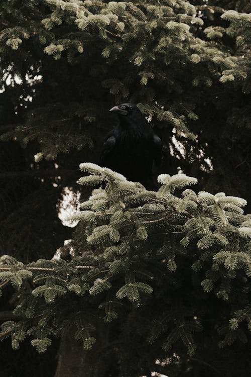 Black Raven Sitting on a Fir Tree Branch