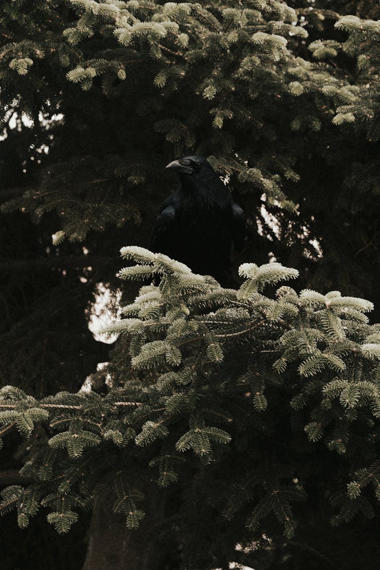 Black Raven Sitting On A Fir Tree Branch