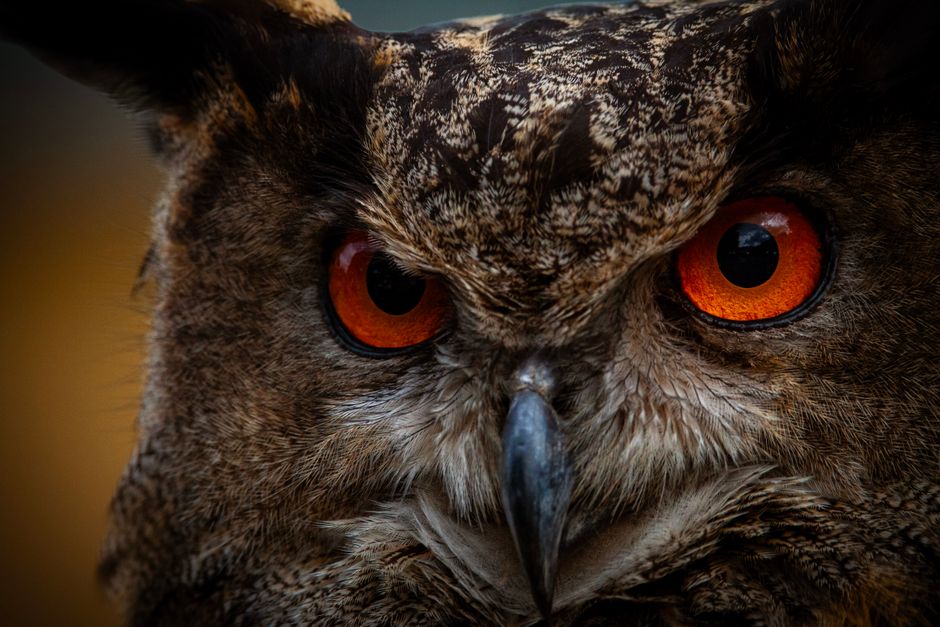 The eyes carry an owl