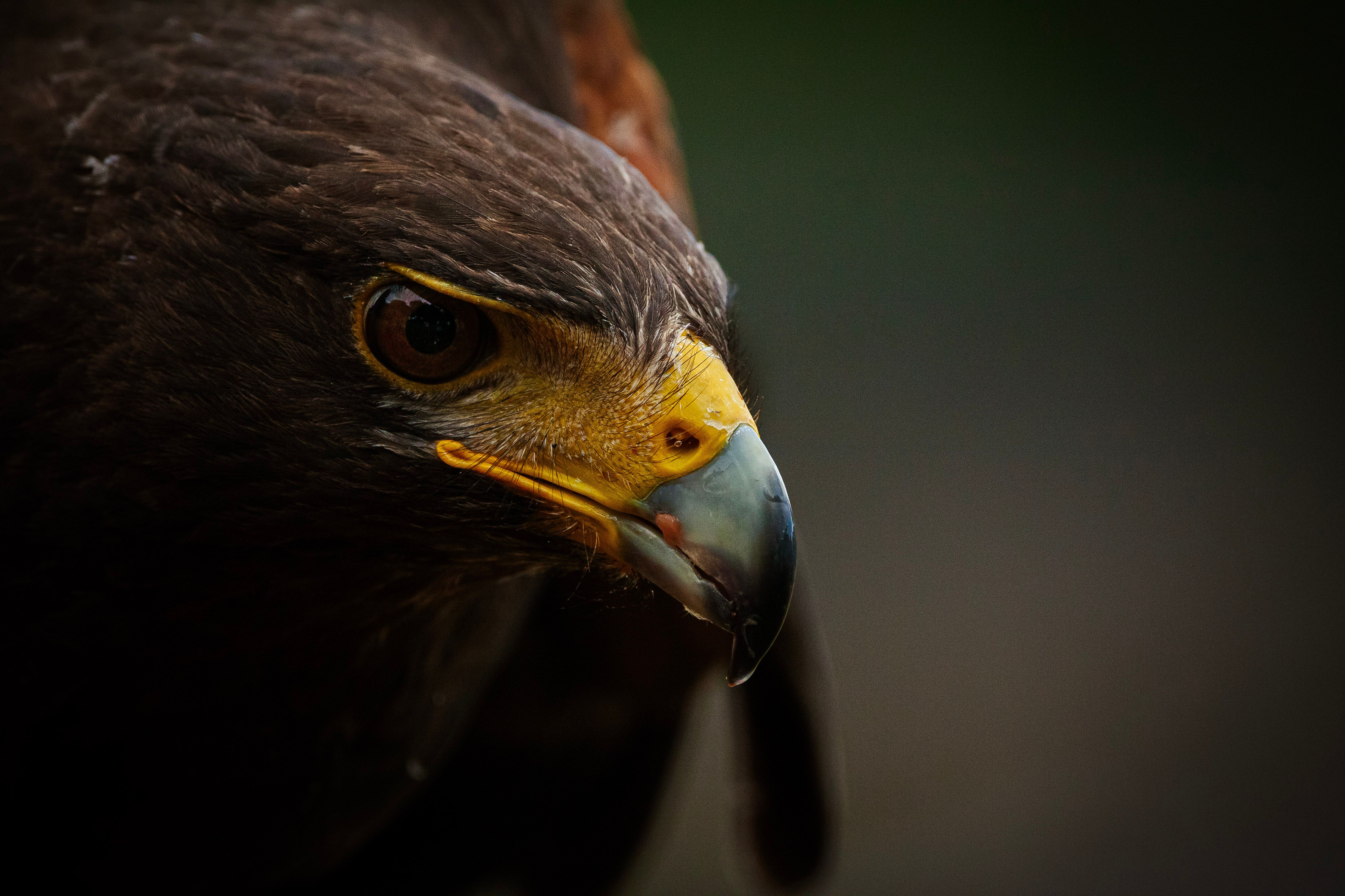 Close up of a Hawk · Free Stock Photo