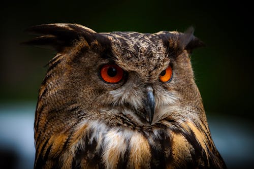 Close up of an Eurasian Eagle-Owl
