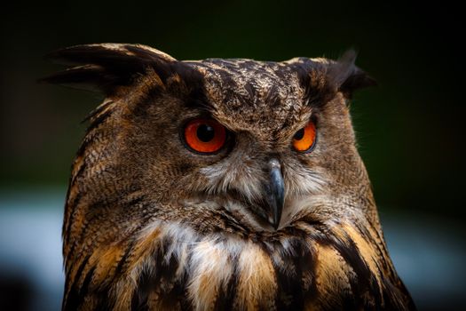 Close up of an Eurasian Eagle-Owl