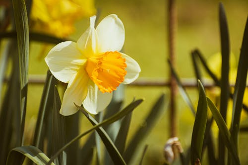 A yellow and white daffodil is in the middle of a field