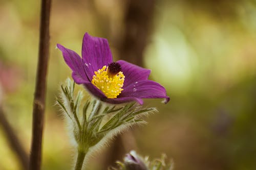 A purple flower with a yellow center in the middle of a forest