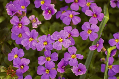 A close up of purple flowers with yellow centers