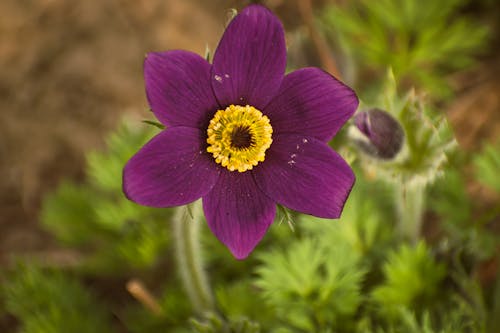 Kostnadsfri bild av @utomhus, anemon, anemone pulsatilla