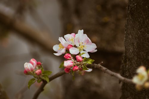 Kostnadsfri bild av äppelträd, äpple, årstid