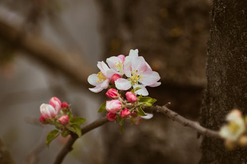 Kostenloses Stock Foto zu abblühen, apfel, apfelbaum