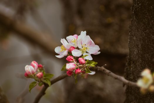 Free stock photo of abloom, apple, apple-tree