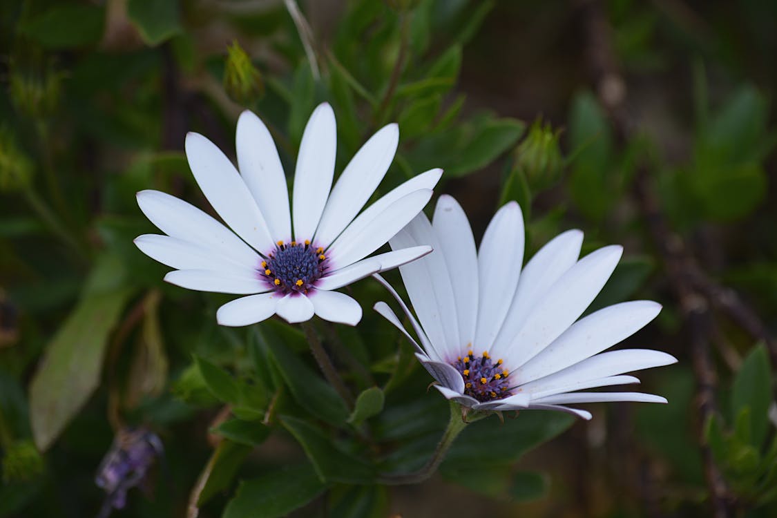 Ücretsiz Beyaz Petal çiçek Stok Fotoğraflar