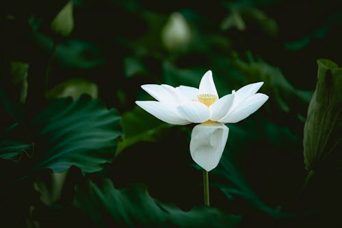 White Lotus Flower in a Garden 