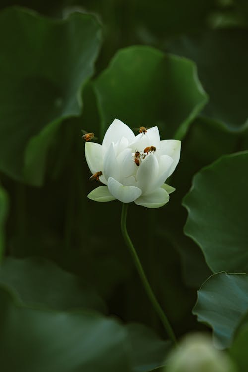 White Lotus Flower in a Garden 
