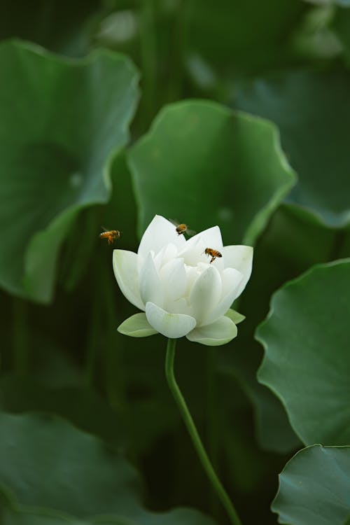 White Lotus Flower in a Garden 